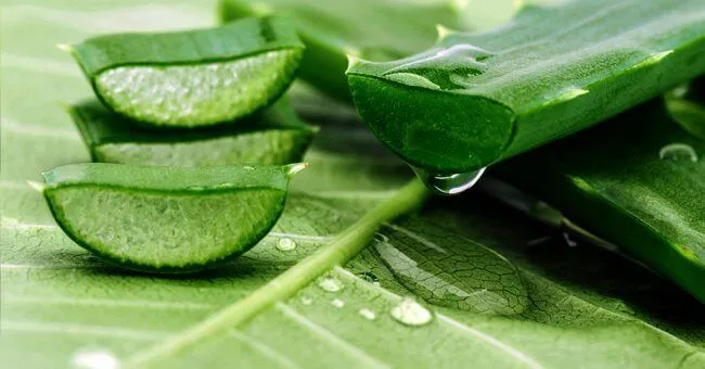 aloe vera